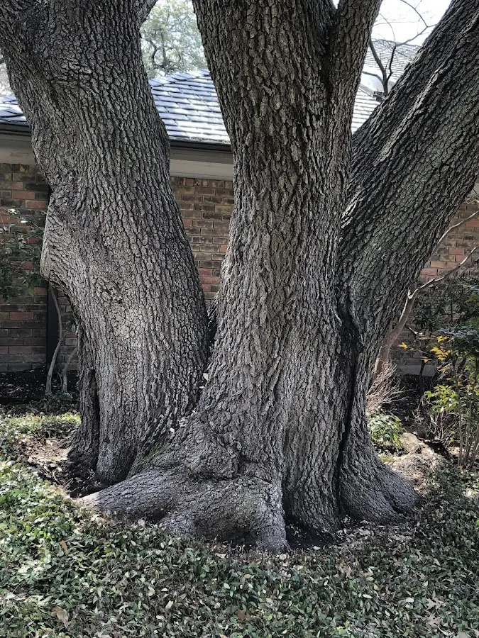 Mature heritage tree close to a Washington property cared for by certified arborists